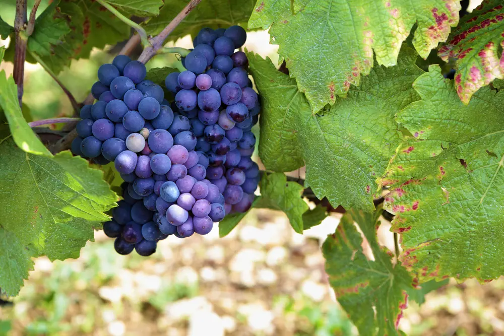 Red pinot noir red wine grapes Burgundy vineyard France.