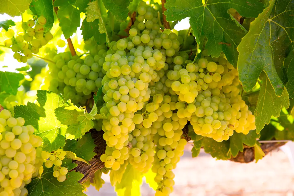 chardonnay Wine grapes in vineyard raw ready for harvest