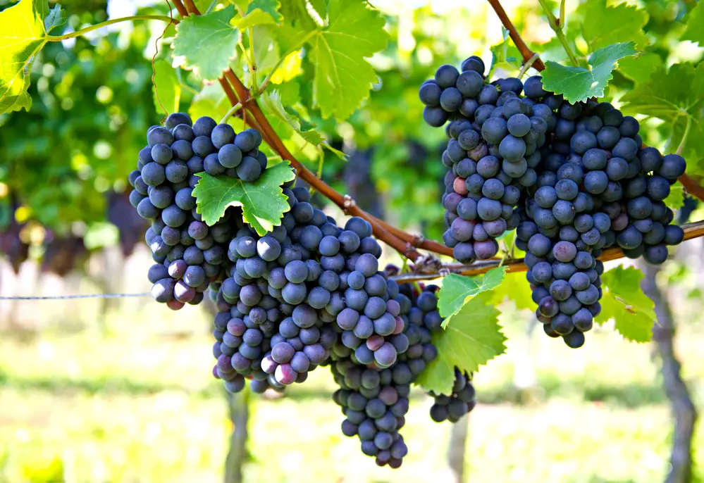 purple red grapes with green leaves