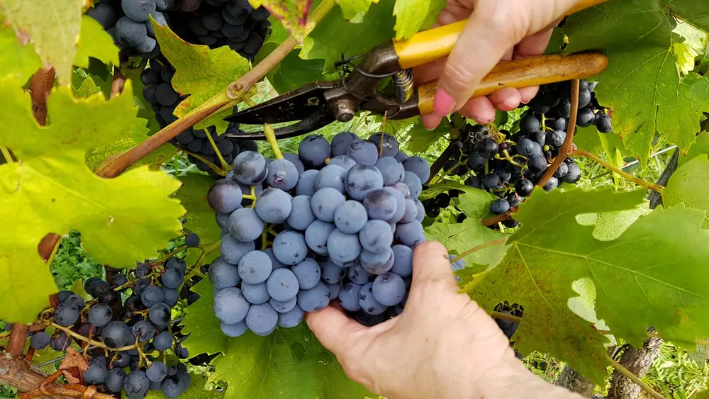 Closeup shot of bunches of ripe grapes