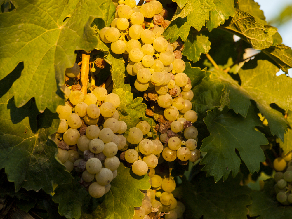 White grapes ready to be harvested at a vineyard in Palisade, Colorado.