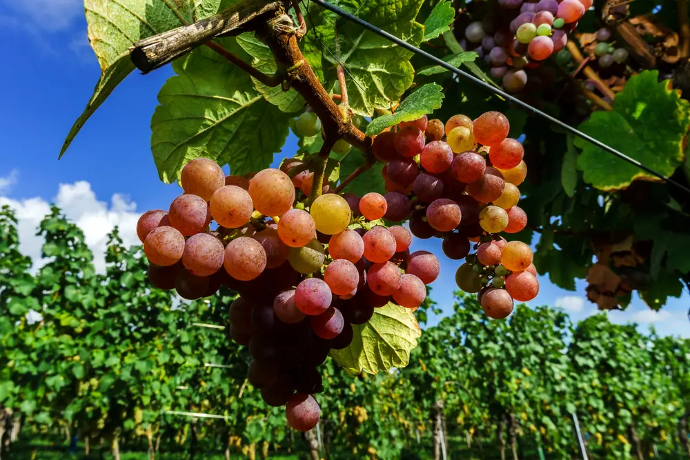 Gewurztraminer grape bunches on the sun