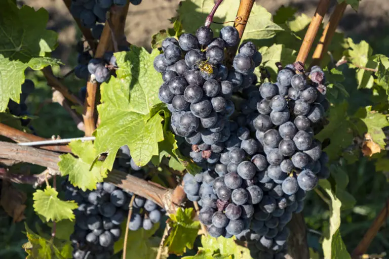 Cabernet Franc: The Beginners Guide (2023)